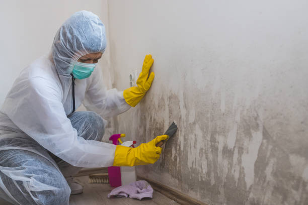Best Crawl Space Mold Remediation  in Leisure City, FL