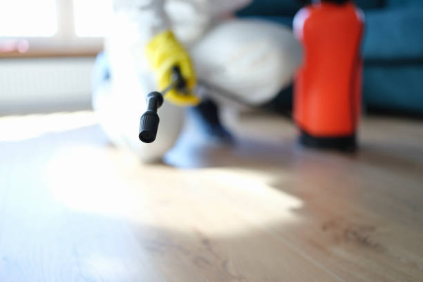 Best Black Mold Removal  in Leisure City, FL