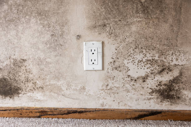 Best Airborne Mold Testing  in Leisure City, FL