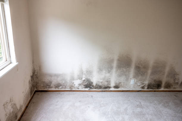 Best Residential Mold Inspection & Testing  in Leisure City, FL