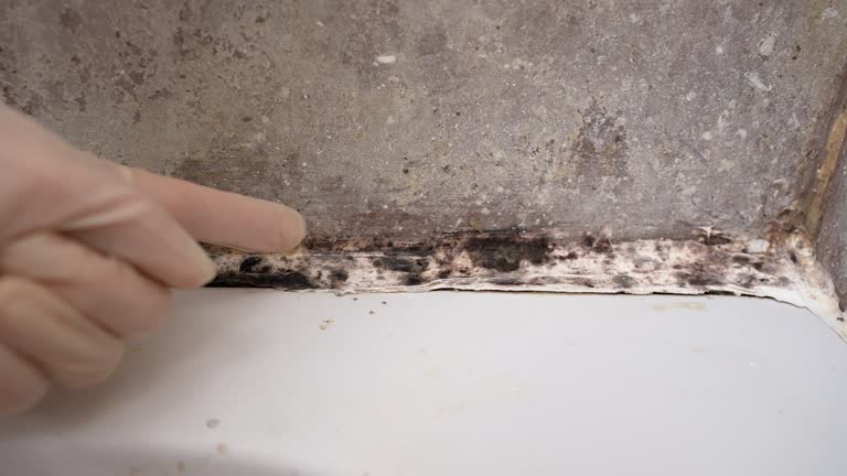 Best Environmental Consulting for Mold Prevention  in Leisure City, FL