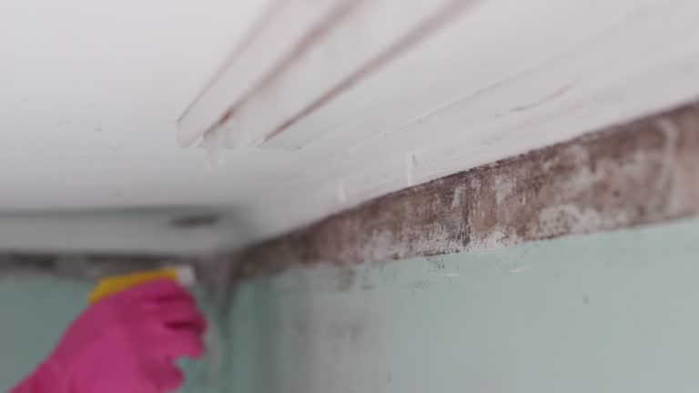 Best Mold Damage Restoration  in Leisure City, FL